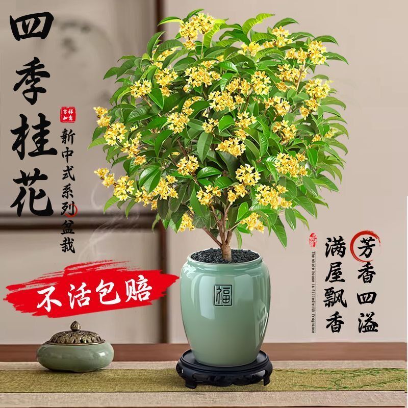桂花树苗四季桂盆栽室内花卉阳台金丹桂庭院老桩浓香型花期长开花
