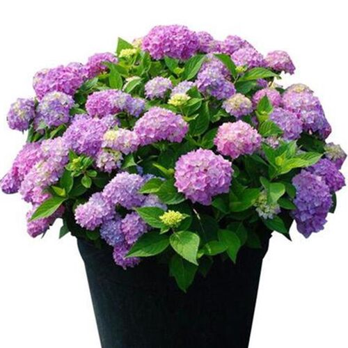 多色绣球花苗无尽夏盆栽八仙花庭院别墅花园高端植物重瓣大花老桩