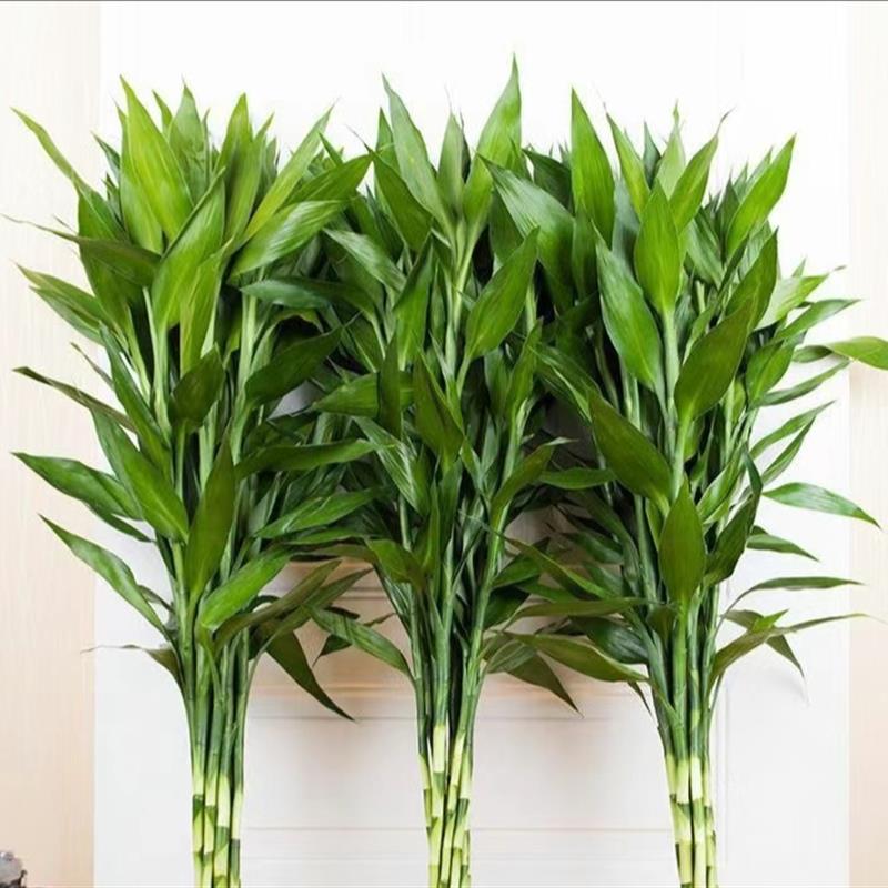 水培植物富贵竹水竹观音竹家庭绿植净化空气基地直发顺丰速运