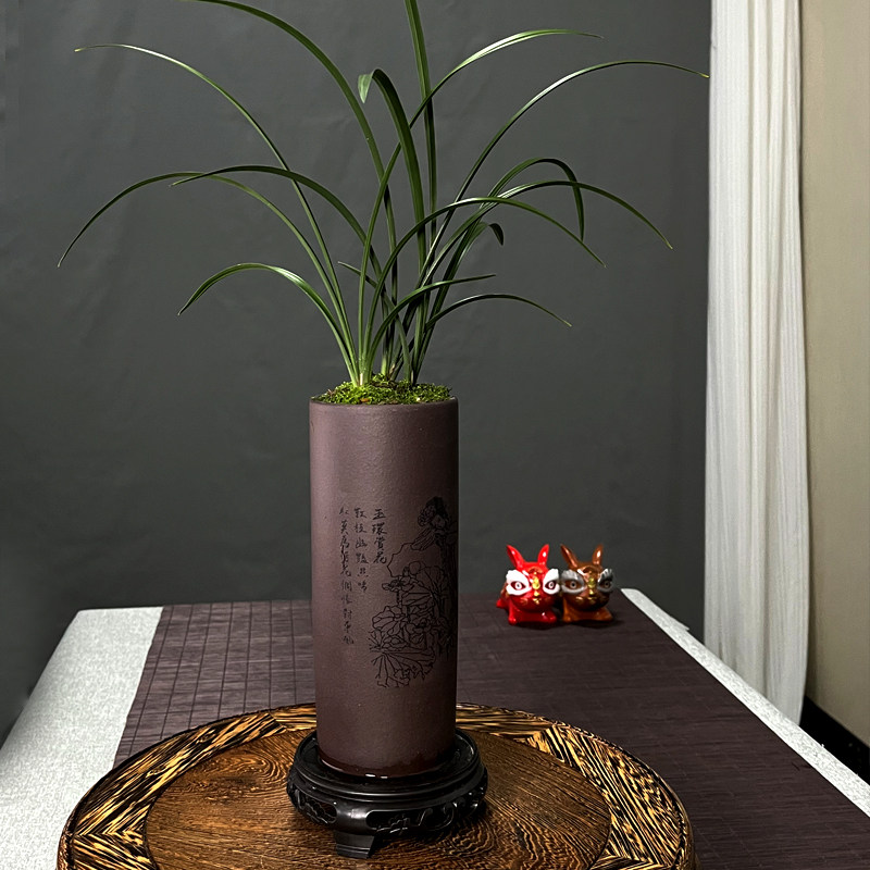 【桌面兰花盆栽】老种春兰名贵(宋梅)浓香室内绿植花卉好养带盆