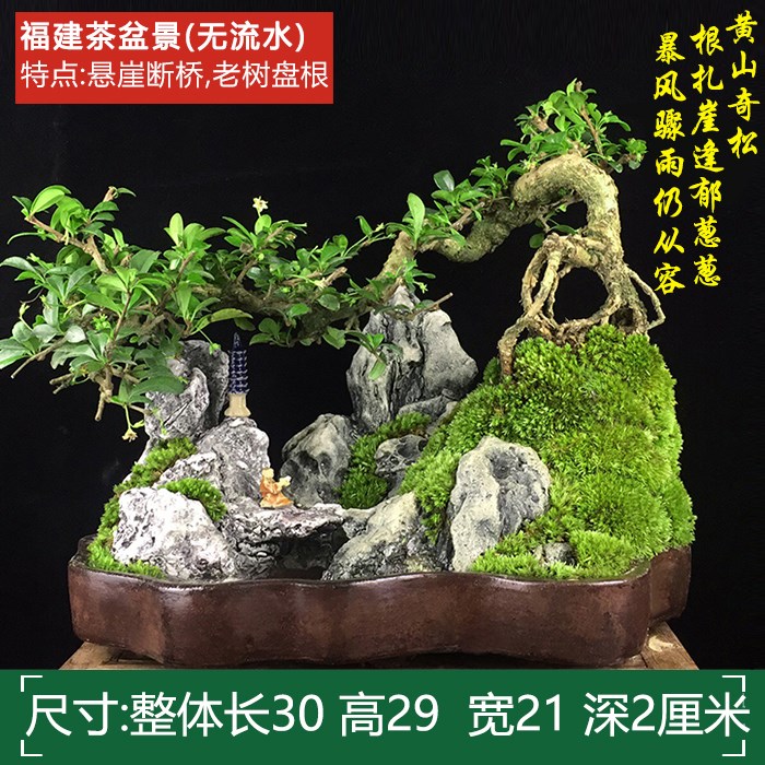 山水盆景六月雪罗汉松文竹盆栽树桩悬崖植物室内吸水石假山小绿植