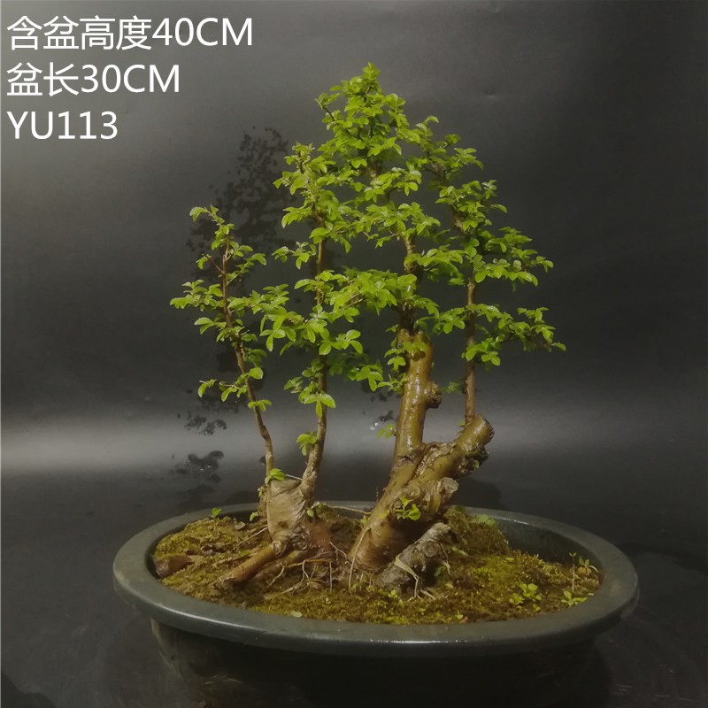 特价精品盆栽 榆树 造型盆景树桩榆树附石榆树办公室内盆栽盆景
