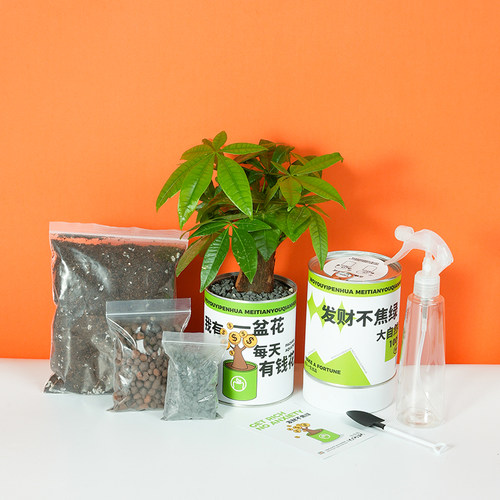 情绪植物发财树富贵竹盆栽创意办公室桌面耐养室内绿植植树节礼物