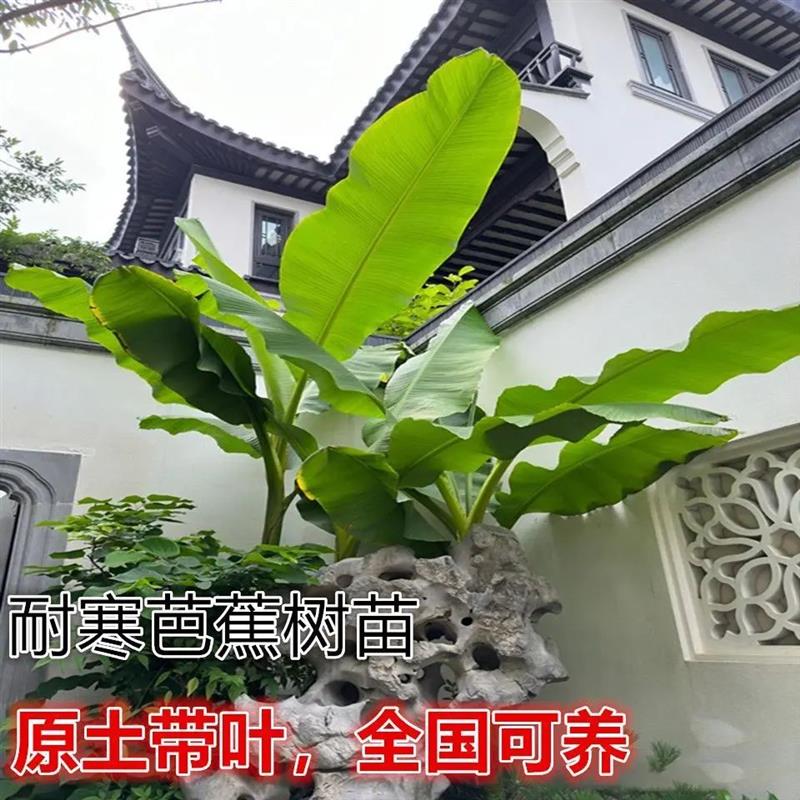 大叶芭蕉树盆栽真绿植大型观赏植物室外落地盆景绿植四季常春好养