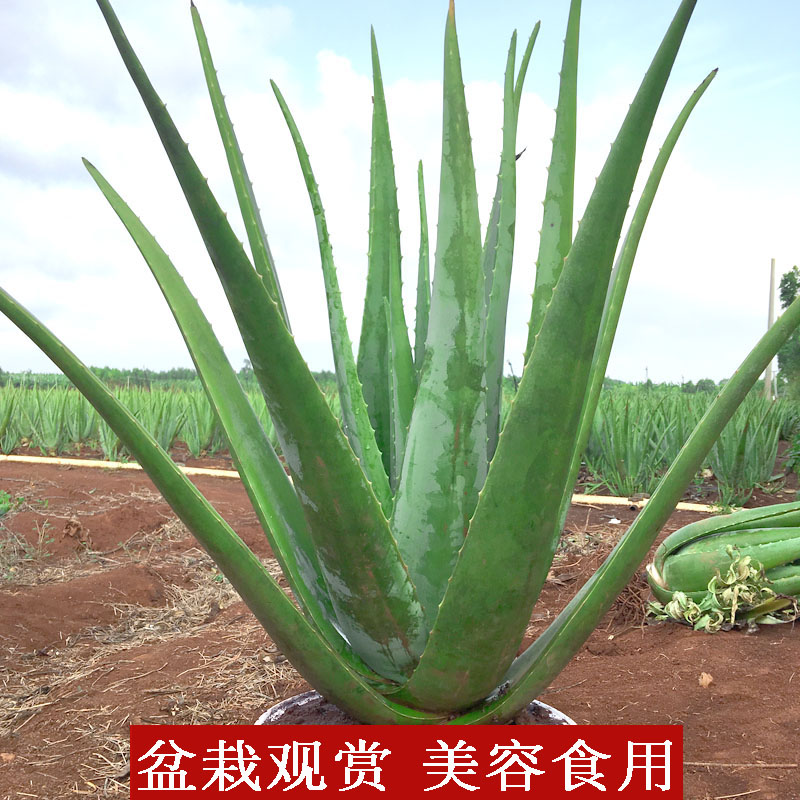 美国库拉索盆栽绿植大芦荟新鲜采摘美容食用美容院用包邮