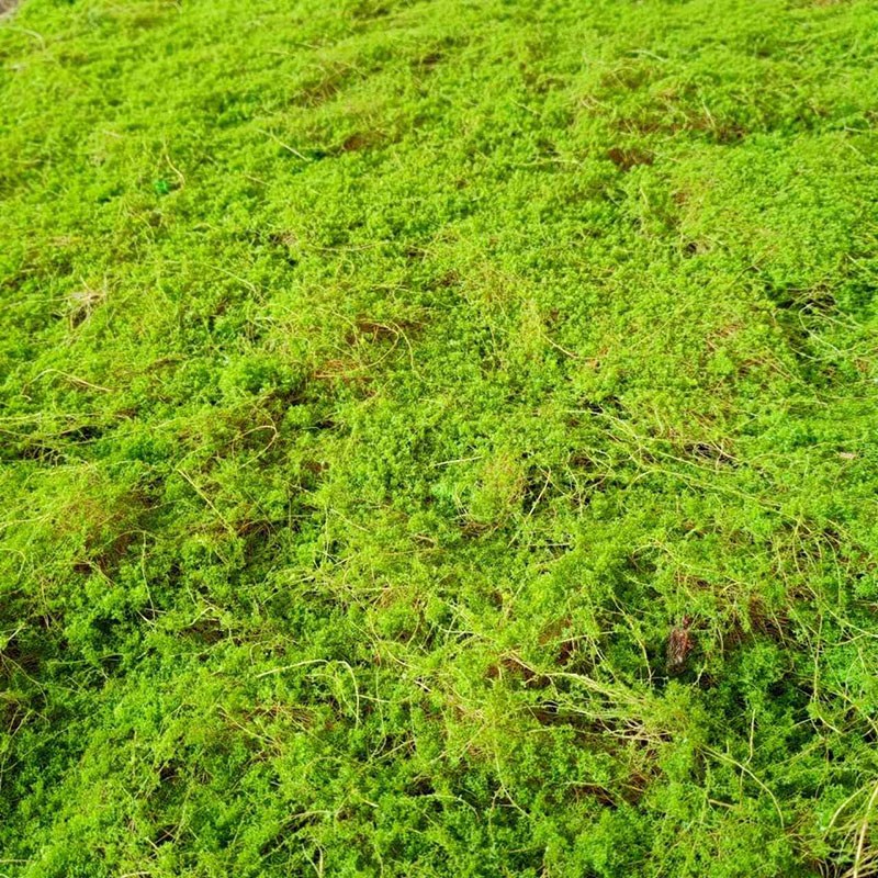 棕丝 永生 仿真黄绿苔草皮假苔藓摆件园林造景苔藓装饰墙人造草坪