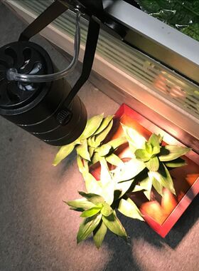 全光谱植物生长补光夹子灯发财树茎叶多肉植物花卉水草补光灯