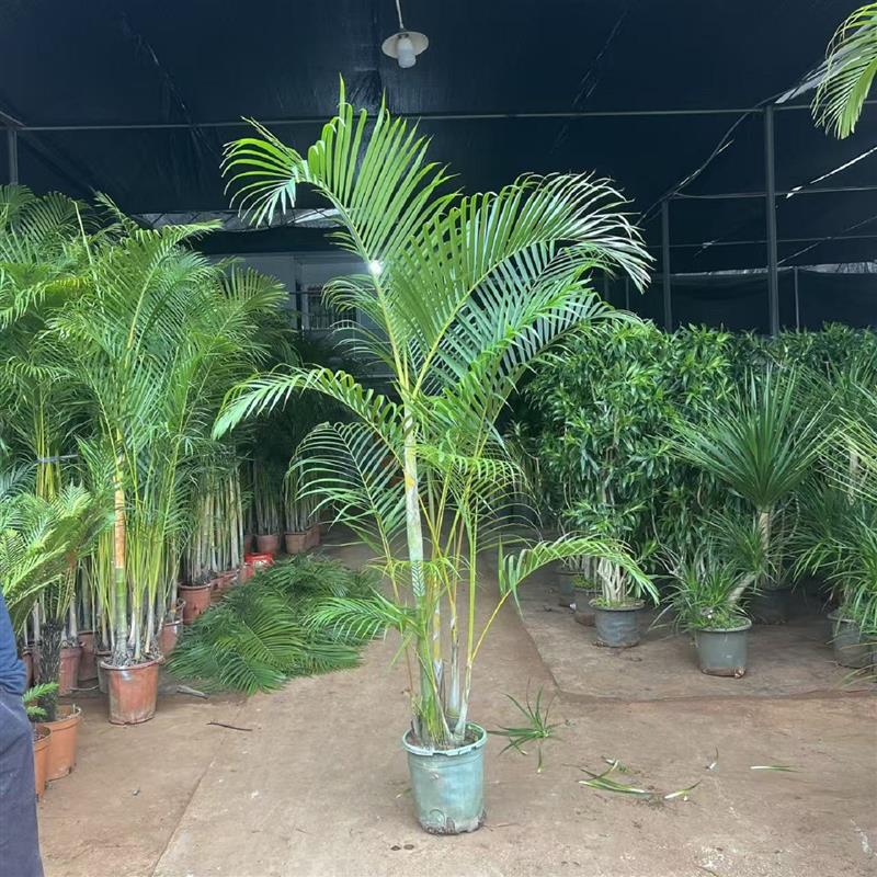 散尾葵老桩凤尾葵树椰子树室内大型客厅高级植物盆栽室外庭院绿植
