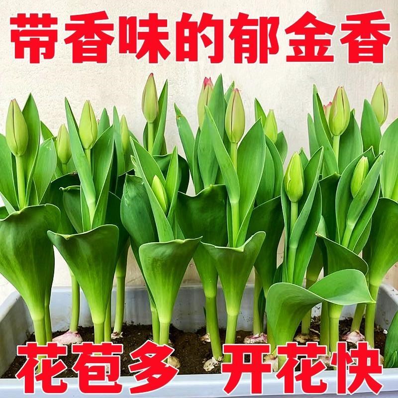 10颗荷兰郁金香种球水培盆栽好活耐寒冬天四季室内阳台郁金香花种