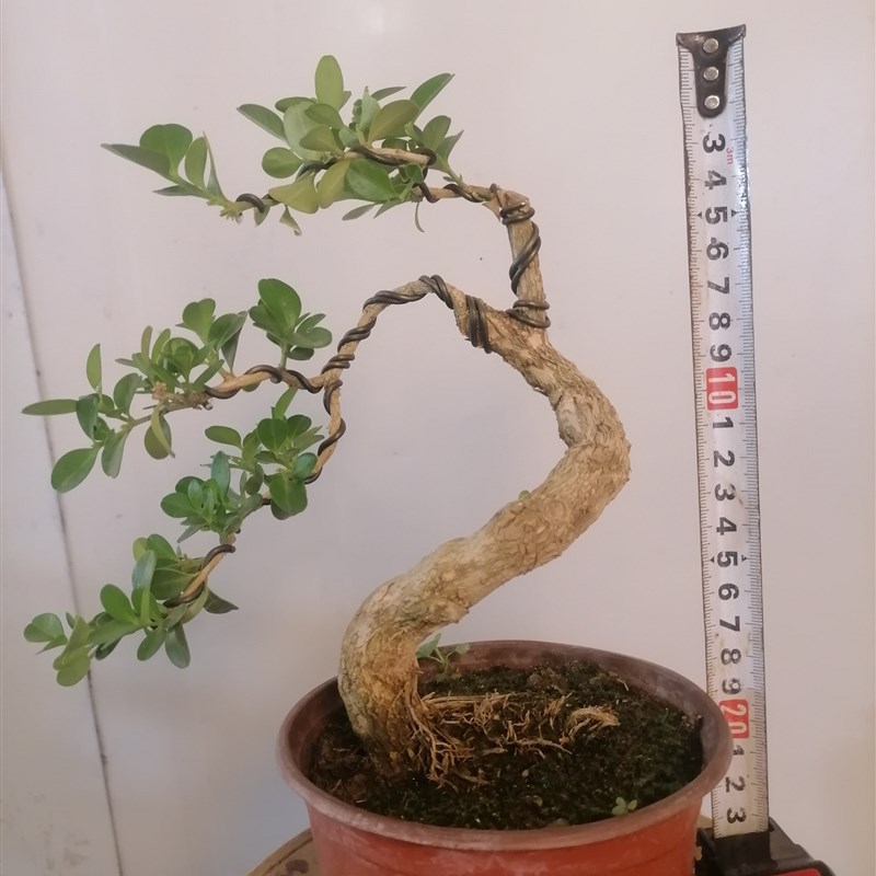 瓜子黄杨盆景绿植盆栽小叶白皮四季长青桌面阳台庭院窗台童子功