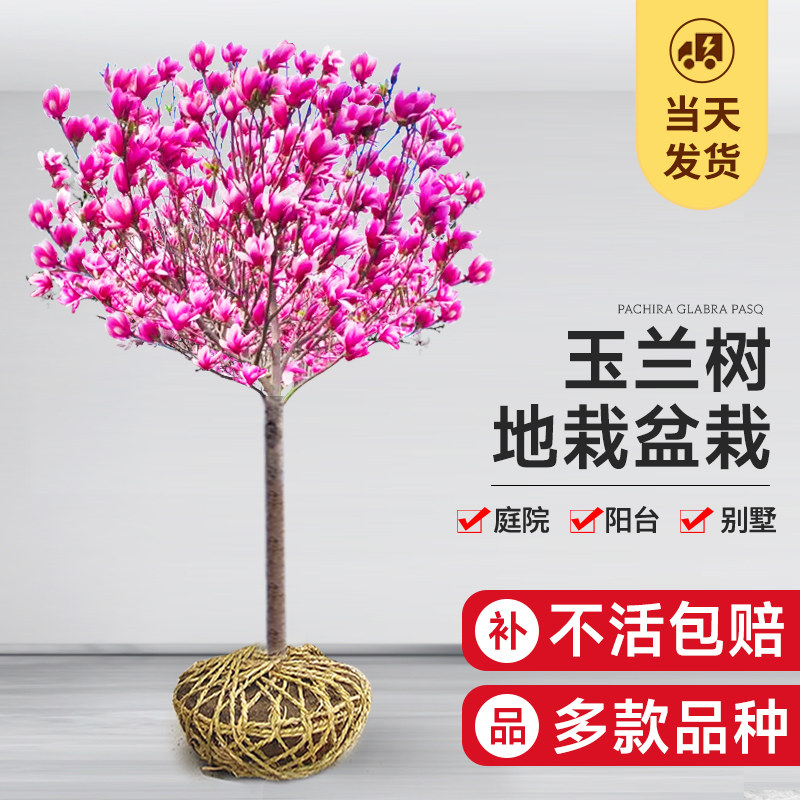 红白紫黄广玉兰花树苗带花苞大玉兰树庭院地栽盆栽植物四季开花卉