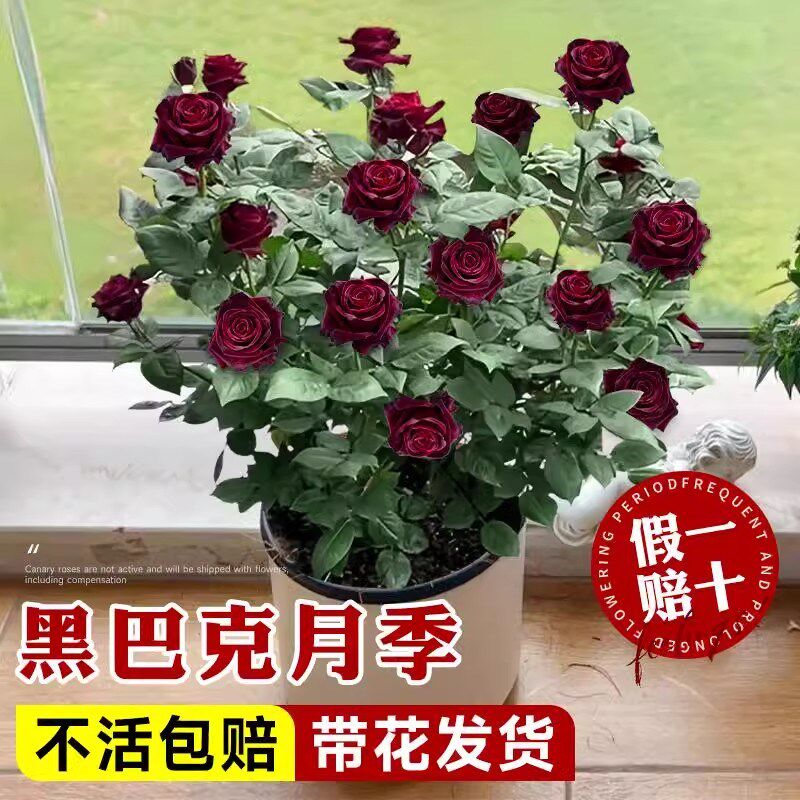 黑巴克玫瑰花树苗老桩月季花苗四季开花带花苞室内阳台特大号盆栽图片