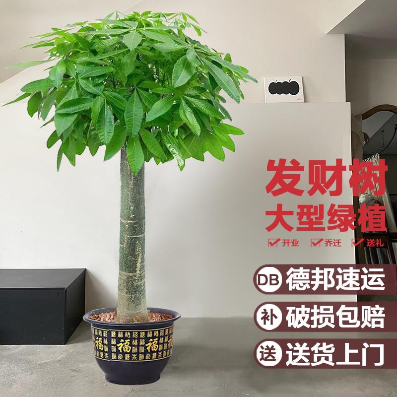发财树客厅绿植盆栽大招财办公室内大型植物花卉好养开业四季常青