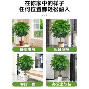 幸福树客厅盆栽大型真绿植老桩独杆绿宝发财树苗办公室内花卉盆景