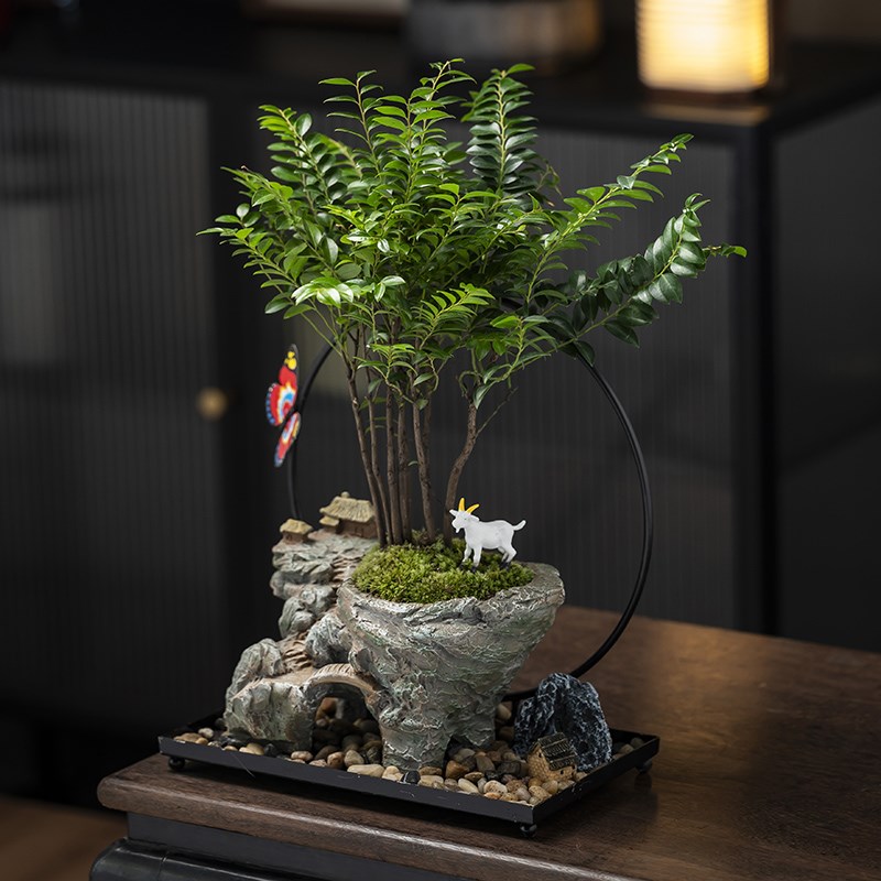 发财树盆栽小叶紫檀绿植室内办公桌面茶室艺术盆景观赏摆件送礼品