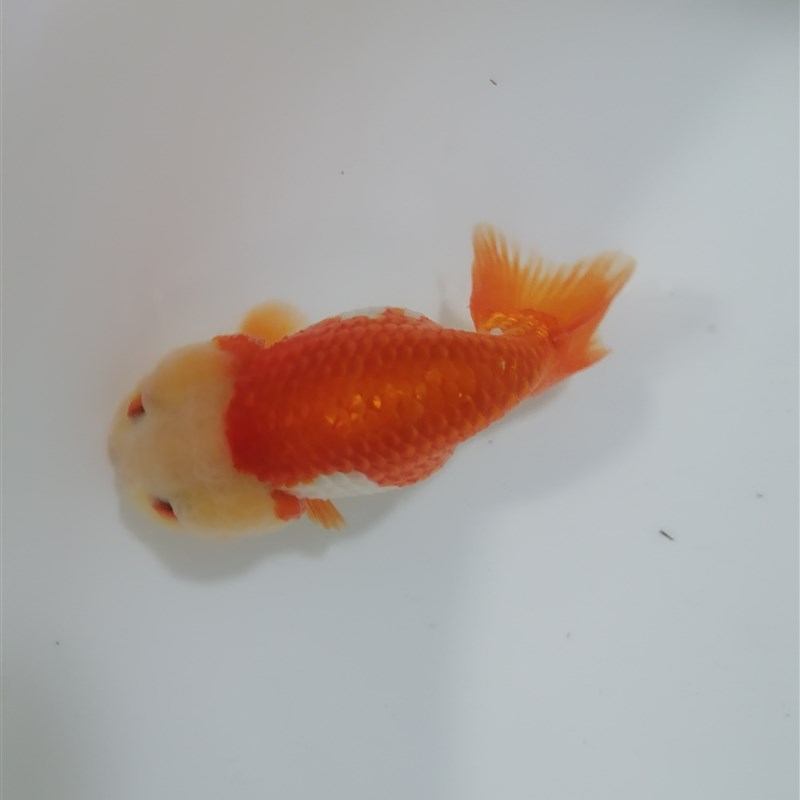 活体金鱼淡水冷水小型观赏鱼兰寿泰狮鱼场直发包邮