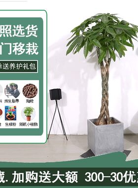 芳心草辫子发财树盆栽大 绿植招钱树室内大型植物办公室开业送礼