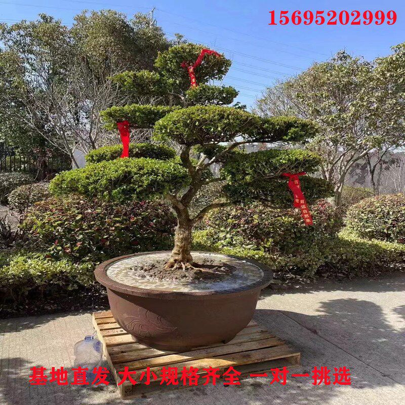 小叶瓜子造型黄杨树庭院别墅造型黄杨树绿化黄杨盆景树四季常青