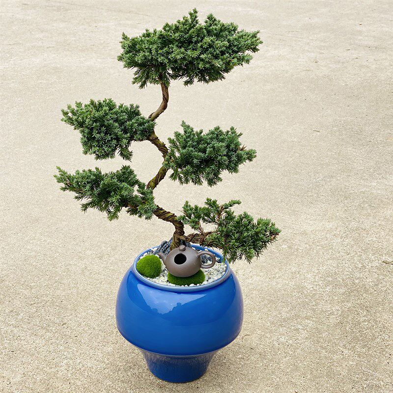 五层塔松盆栽绿植盆景室内好养活植物四季常青祝寿送礼物开业乔迁
