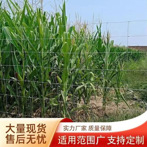 热浸镀锌铁丝网防锈围栏网拦牛羊养殖网牛栏网果园防护网钢丝网