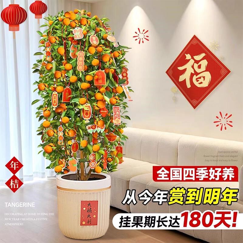 金桔树盆栽可食用带果橘子树苗室内客厅大型绿植年桔年宵花卉盆景