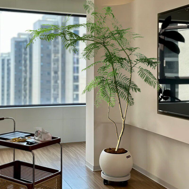 蓝花楹大盆栽客厅绿植高级感落地好养禄植绿色真花卉室内大型植物