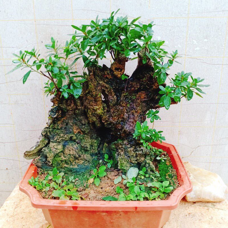 室内栽植生杜鹃老桩盆景野花精品小坨名贵树苗木一物一拍下映山红
