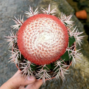 精品魔云仙人球 鸿运当头开花易养防辐射 强刺属多肉植物盆栽