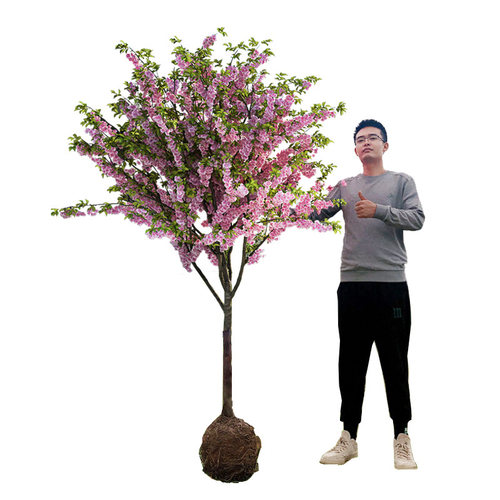 庭院地栽大型高杆海棠树苗西府海棠垂丝海棠花耐寒植物花北美海棠