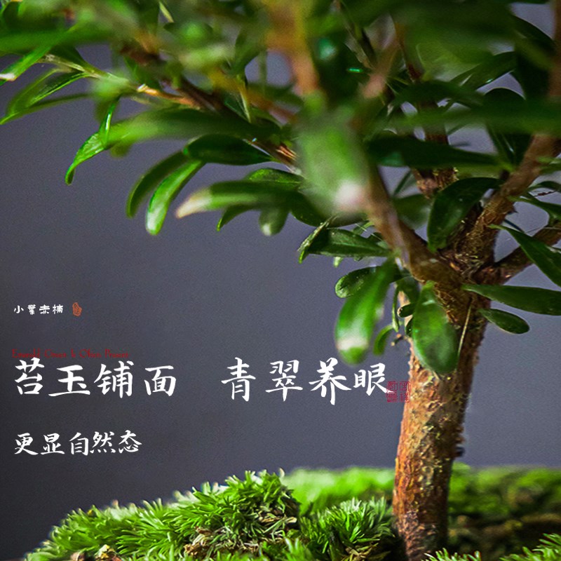 小叶赤楠老桩苗紫檀微景观水培办公室四季好养金丝楠木小绿植桌面