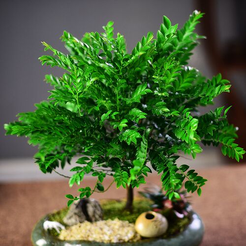小叶紫檀盆栽黑骨檀中式植物四季盆景室内办公桌面茶室观赏绿植
