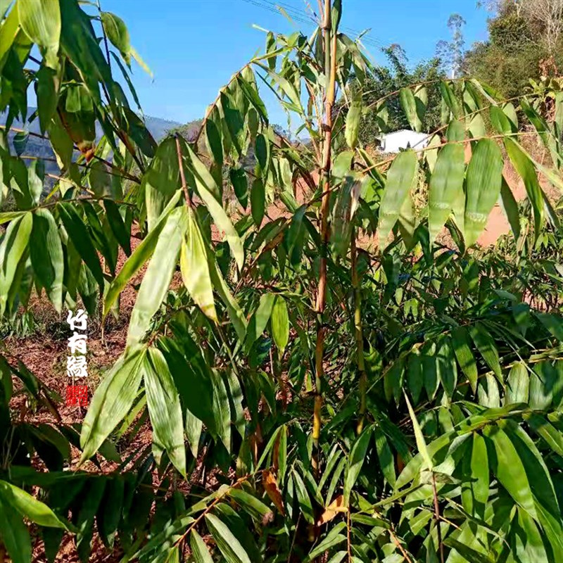 厚壁巨龙竹苗竹子君巨龙竹苗世界上醉高大竹子苗庭院绿植基地直销