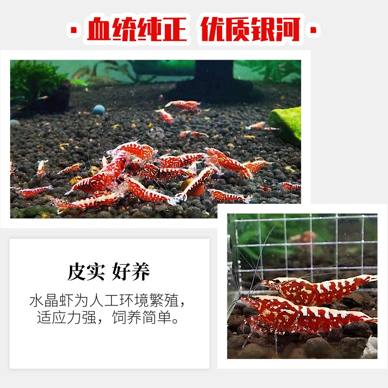 红银河鱼骨水晶虾鲜活到家淡水鱼缸观赏虾粮草缸工具清洁除藻包邮