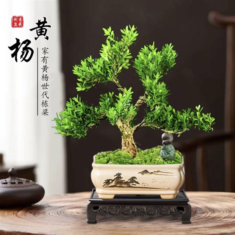 小叶雀舌黄杨矮霸盆景老桩名贵绿植物好养易活客厅茶台摆件装饰图片
