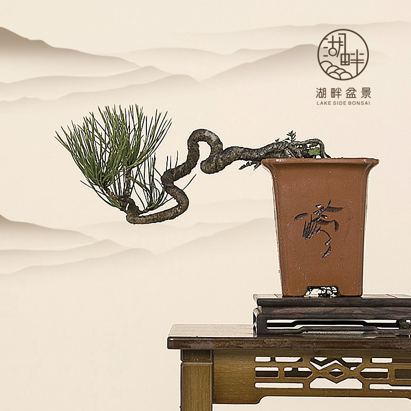 黄山松造型老桩小品微盆景黑松树茶桌阳台庭院绿植盆栽一物一拍