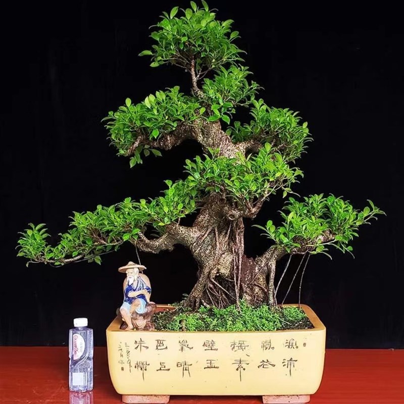 老桩四季常青招财守财金钱榕虎皮榕气根榕树造型盆景