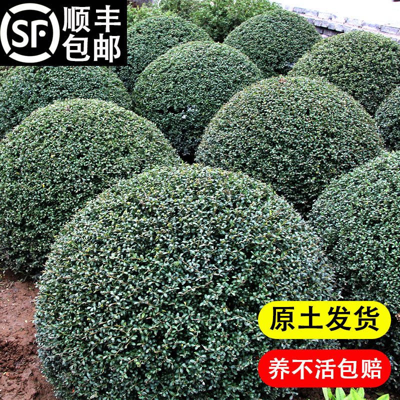 龟甲冬青树苗齿叶冬青球小叶冬青球四季常青庭院绿化景观造型耐寒