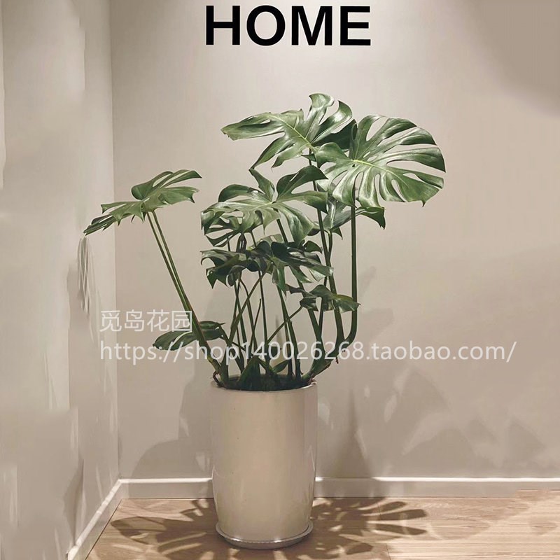 龟背竹大盆栽客厅植物室内好养卧室大型绿植办公室网红北欧风花卉