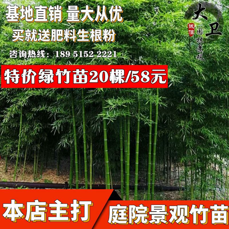 庭院竹苗耐寒竹子四季常青地栽盆栽观赏竹子苗青竹紫竹泪竹早园竹