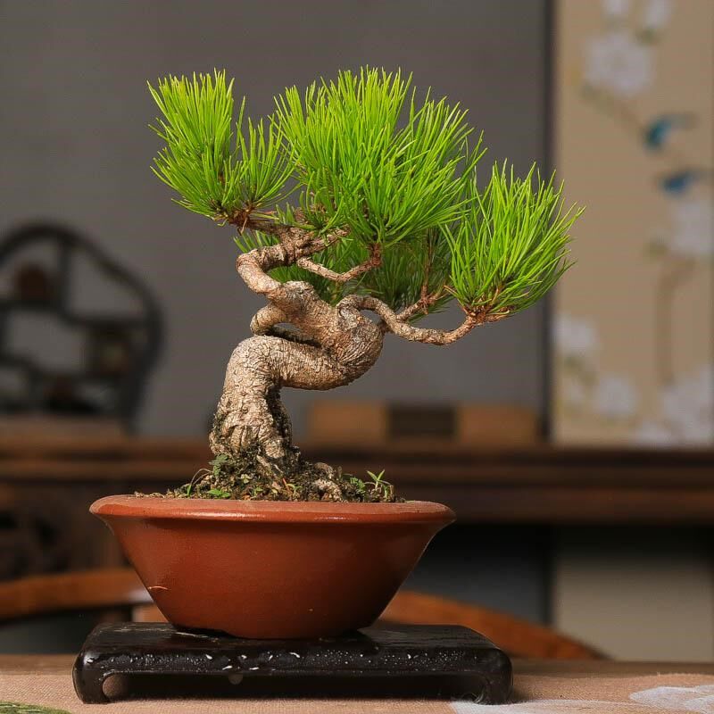 精品黄山松盆养多年根系好一物一拍中式盆景书房阳台造型松树盆景