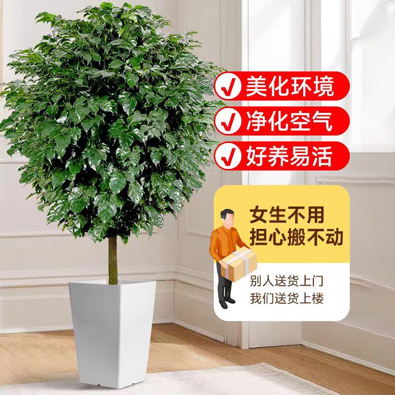 幸福树客厅盆栽大型真绿植老桩独杆绿宝发财树苗办公室内花卉盆景