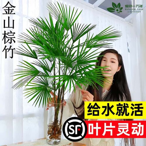 富贵竹水培植物室内好养客厅大型招财旺宅金山棕竹盆栽水竹子绿植