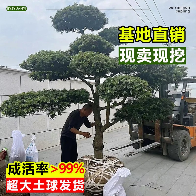 罗汉松树苗大树雀舌盆景大型庭院楼顶树观叶四季常青趣味造型大树