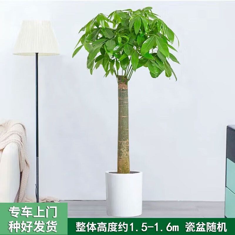 【成都同城配送】开业送礼发财树盆栽大型绿植发财树乔迁搬家送朋