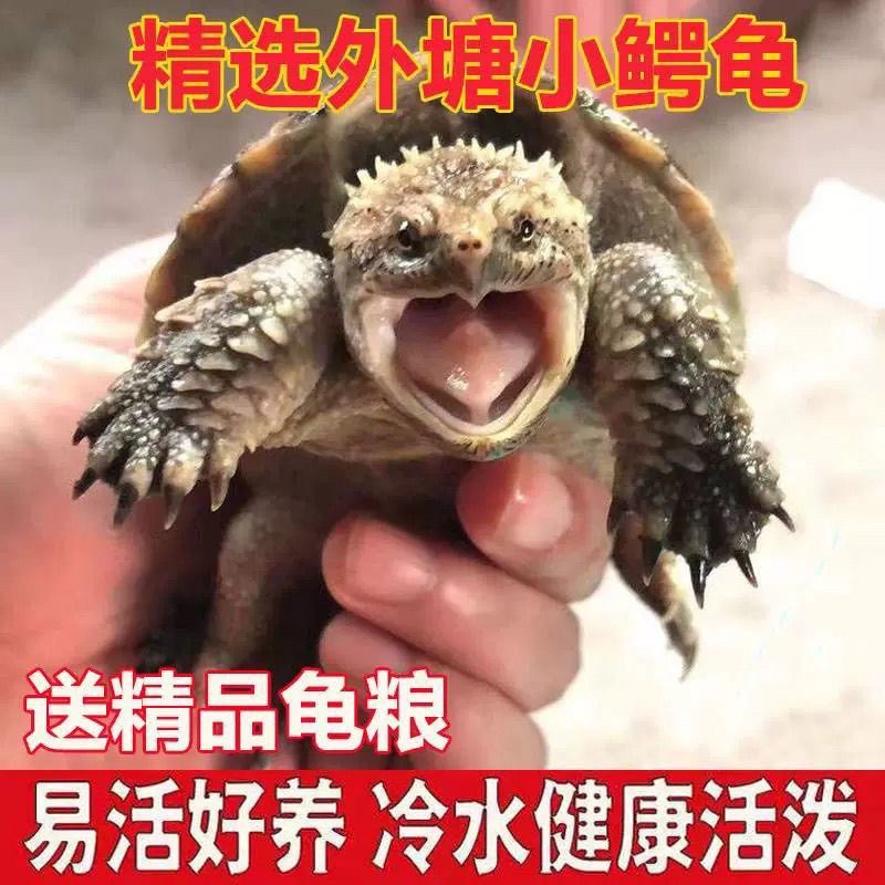 正宗原种纯佛鳄龟爆刺鳄鱼龟幼苗纯佛鳄龟活物北美小乌龟活体