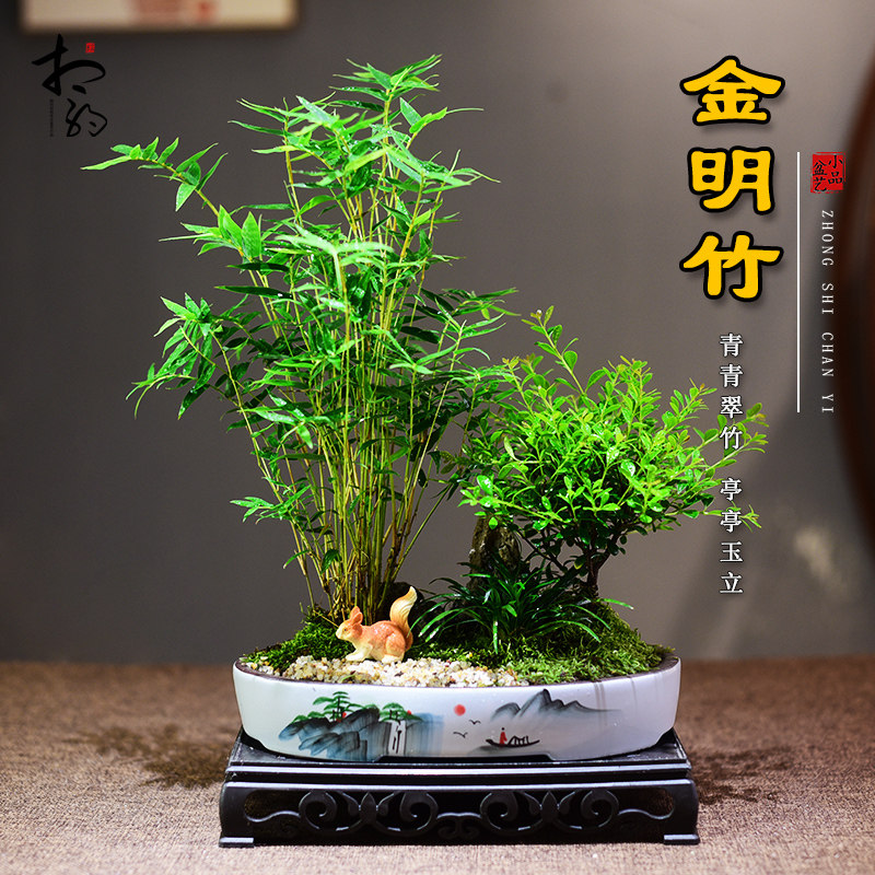 赤楠盆栽金明竹植物室内组合盆景桌面室内办公好养绿植中式送礼