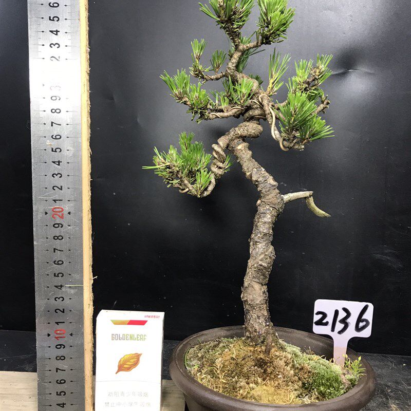 一图一拍老盆短针暴皮黑松盆景阳台庭院客厅造型盆栽老桩迎客松绿