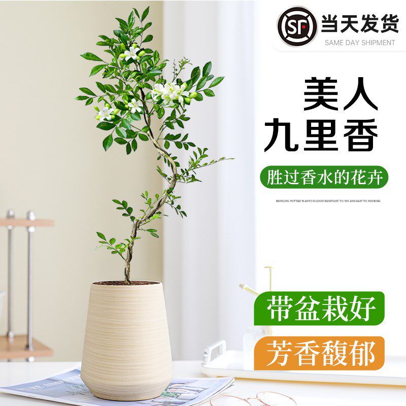 美人九里香盆栽办公室内桌面花卉绿植四季植物好养活老桩造型盆景