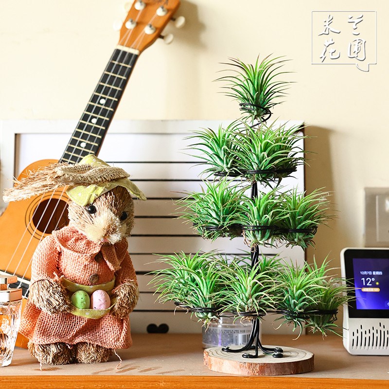 空气凤梨植物红黄绿精灵 圣诞树礼物 绿植盆栽花草