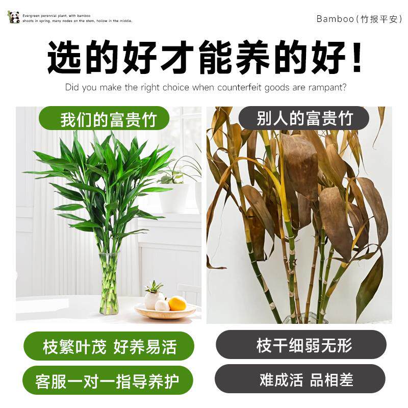 富贵竹水培植物客厅招财粗杆带根文昌竹节节高竹子水养绿植转运竹